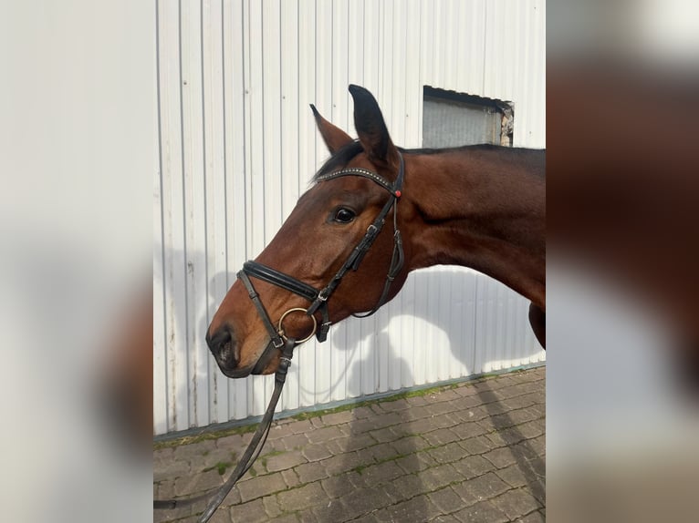 Hannoveraner Stute 4 Jahre 169 cm Hellbrauner in Braunsbedra