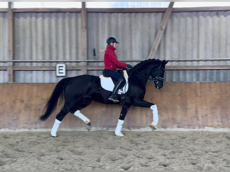Hannoveraner Stute 4 Jahre 169 cm Rappe in Ascheberg