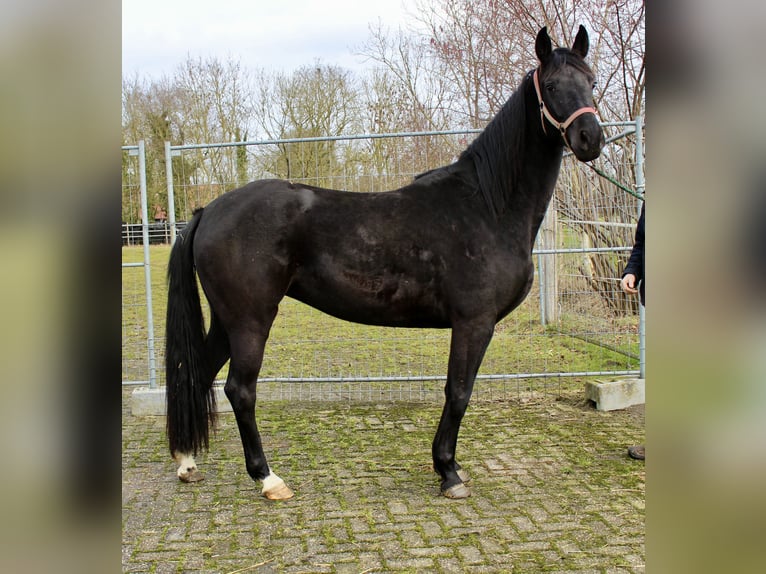 Hannoveraner Stute 4 Jahre 169 cm Rappe in Bunderhee