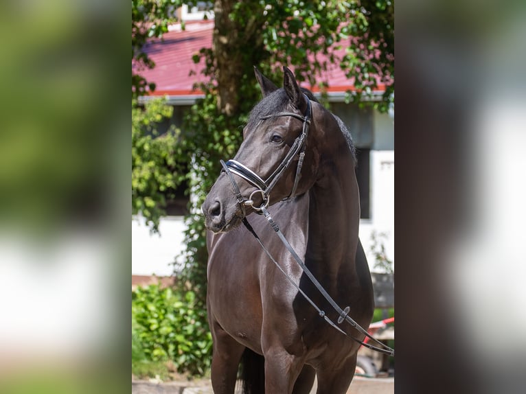 Hannoveraner Stute 4 Jahre 169 cm Rappe in Geestland