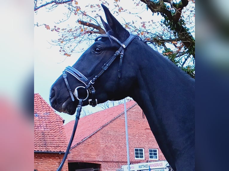 Hannoveraner Stute 4 Jahre 169 cm Rappe in Nordhorn