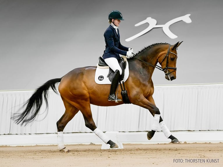 Hannoveraner Stute 4 Jahre 169 cm Schimmel in Verden