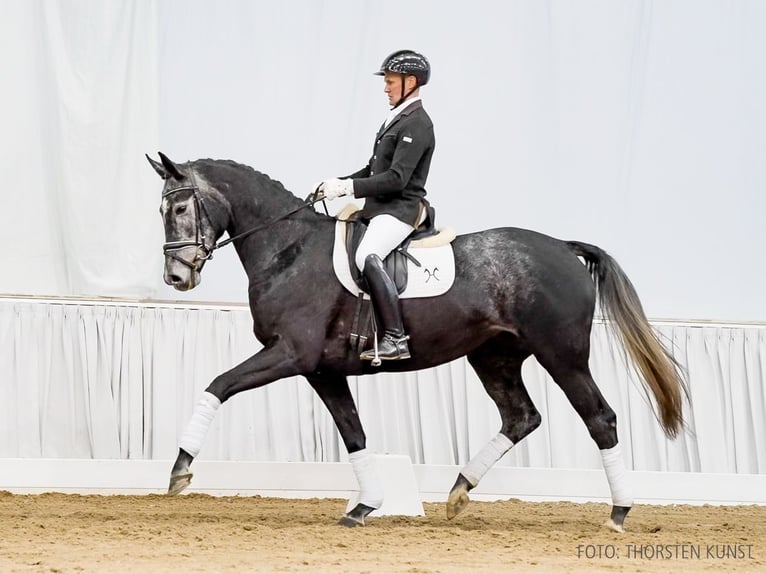 Hannoveraner Stute 4 Jahre 169 cm Schimmel in Verden