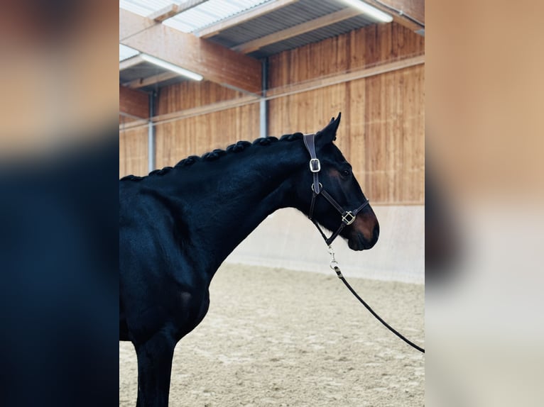 Hannoveraner Stute 4 Jahre 169 cm Schwarzbrauner in Hockenheim