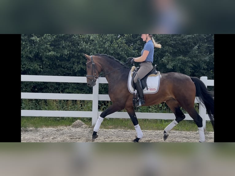 Hannoveraner Stute 4 Jahre 170 cm Brauner in LandesbergenLandesbergen