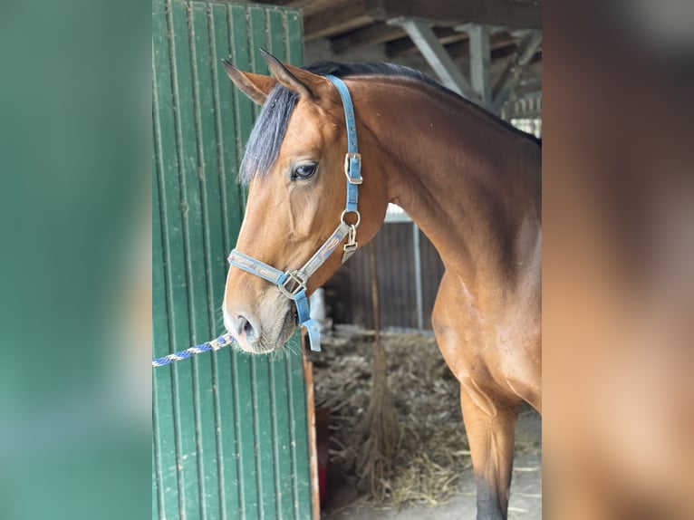 Hannoveraner Stute 4 Jahre 170 cm Brauner in Lilienthal