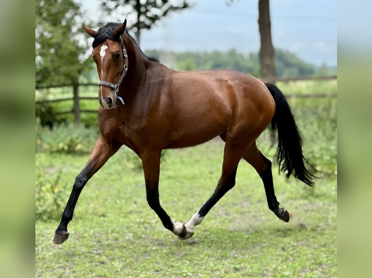Hannoveraner Stute 4 Jahre 170 cm Brauner in Lilienthal