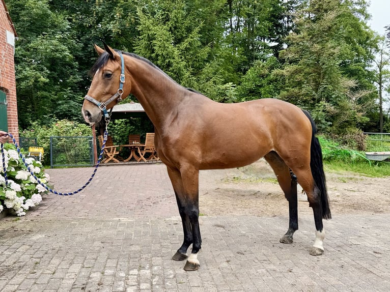 Hannoveraner Stute 4 Jahre 170 cm Brauner in Lilienthal