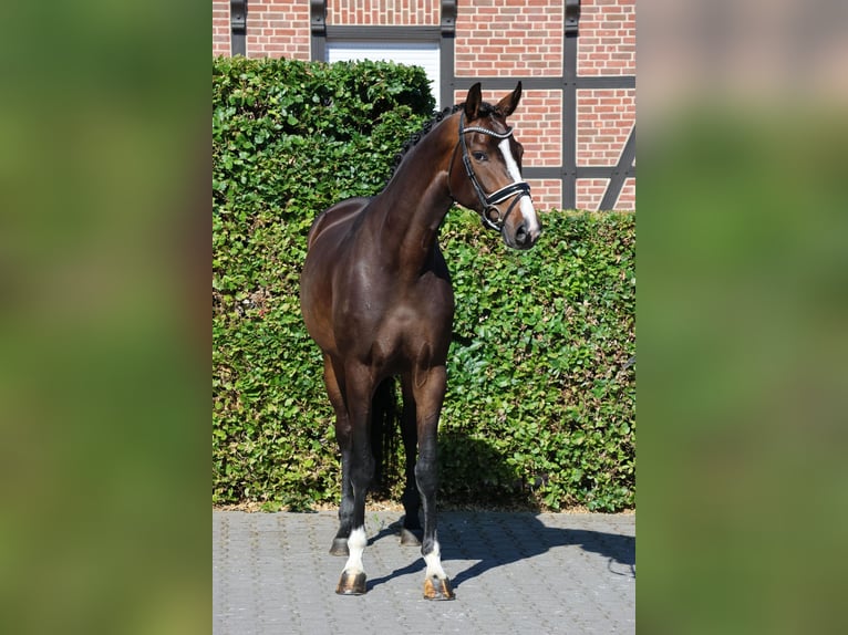 Hannoveraner Stute 4 Jahre 170 cm Brauner in Nottuln