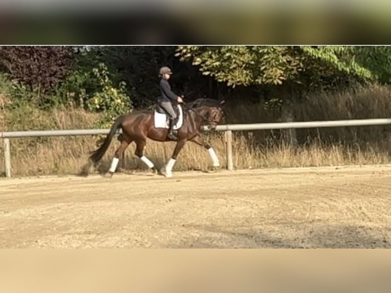 Hannoveraner Stute 4 Jahre 170 cm Brauner in Schwarmstedt