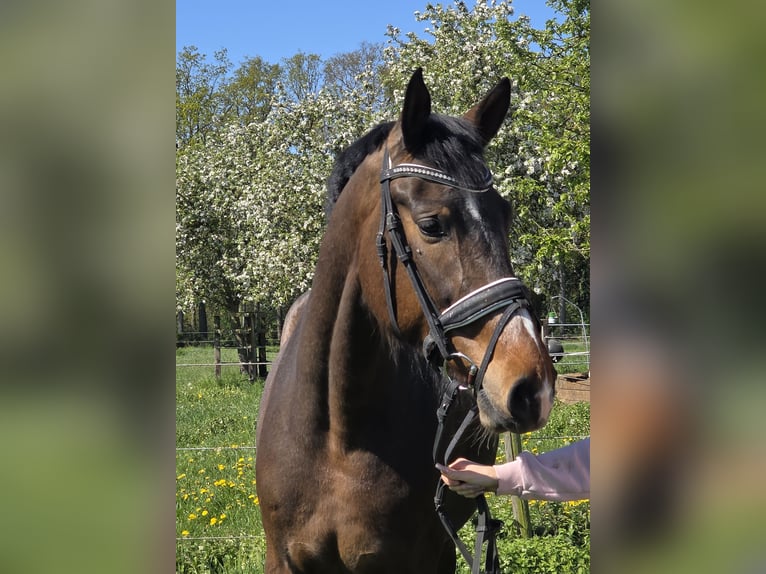 Hannoveraner Stute 4 Jahre 170 cm Brauner in Wachtendonk