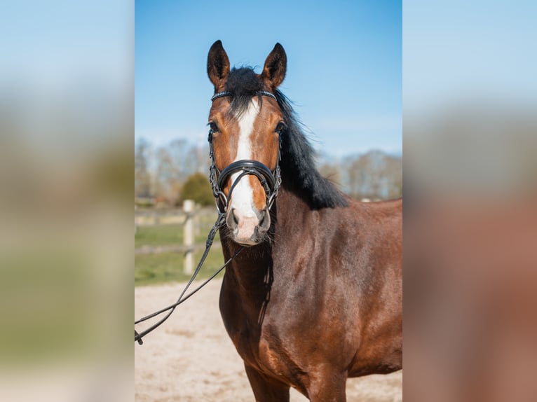 Hannoveraner Stute 4 Jahre 170 cm Brauner in Ihlow