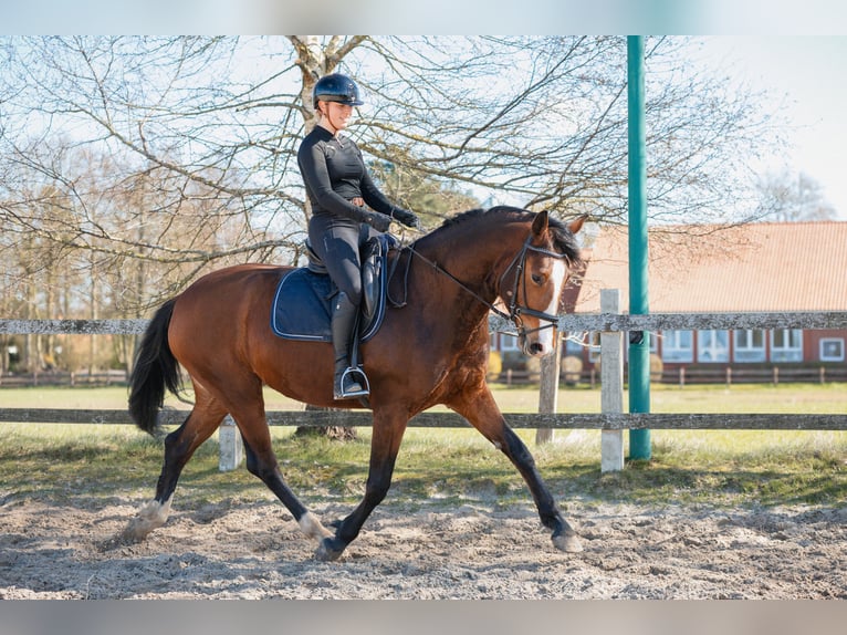 Hannoveraner Stute 4 Jahre 170 cm Brauner in Ihlow