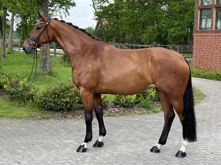 Hannoveraner Stute 4 Jahre 170 cm Brauner in Barver