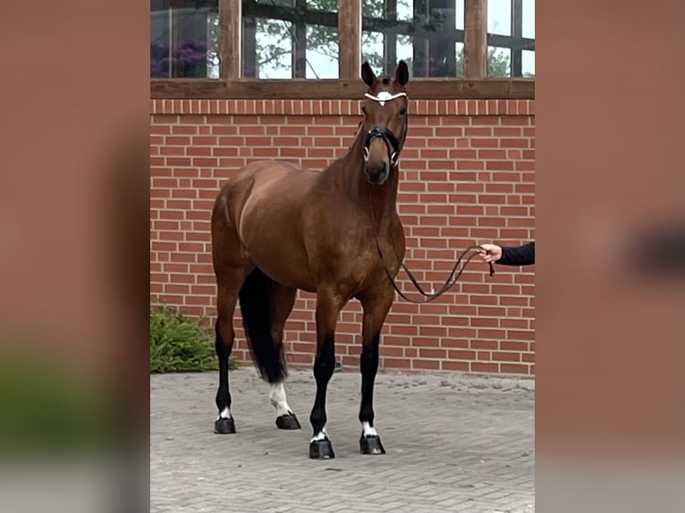 Hannoveraner Stute 4 Jahre 170 cm Brauner in Barver