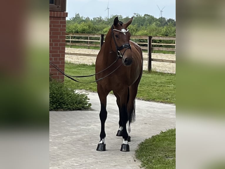Hannoveraner Stute 4 Jahre 170 cm Brauner in Barver