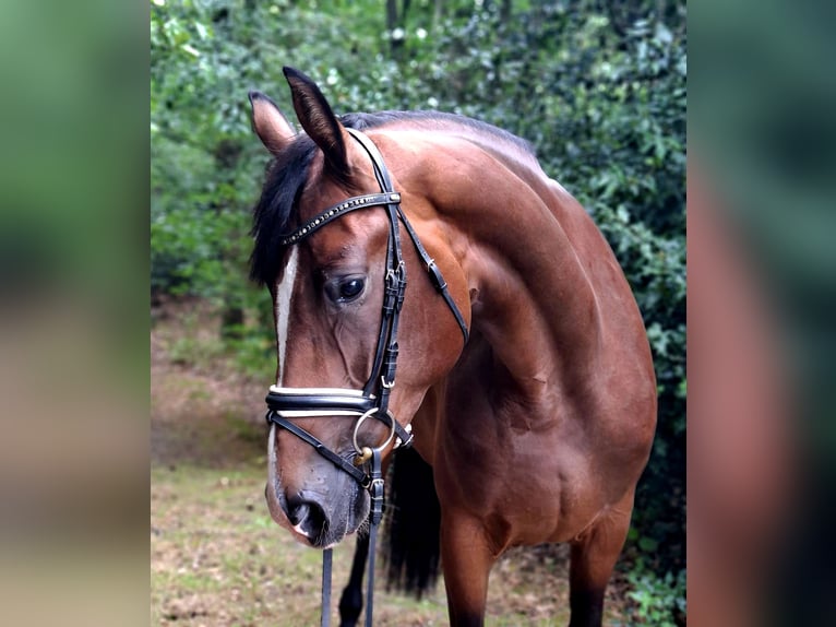 Hannoveraner Stute 4 Jahre 170 cm Brauner in Barenburg