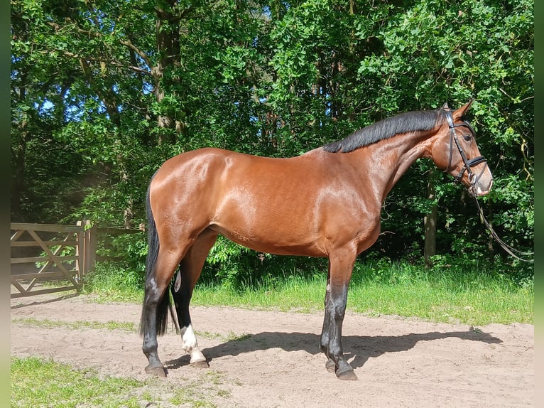 Hannoveraner Stute 4 Jahre 170 cm Brauner in Barenburg