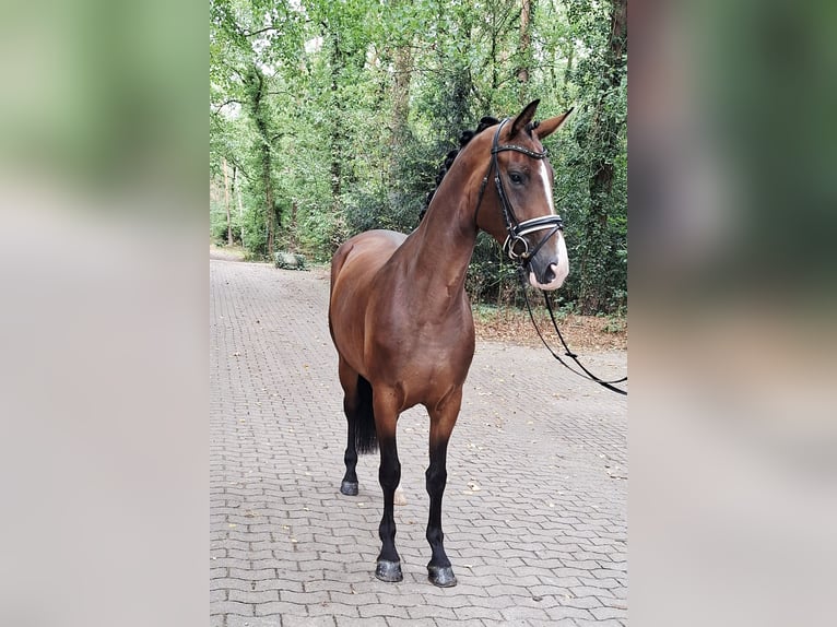Hannoveraner Stute 4 Jahre 170 cm Brauner in Barenburg