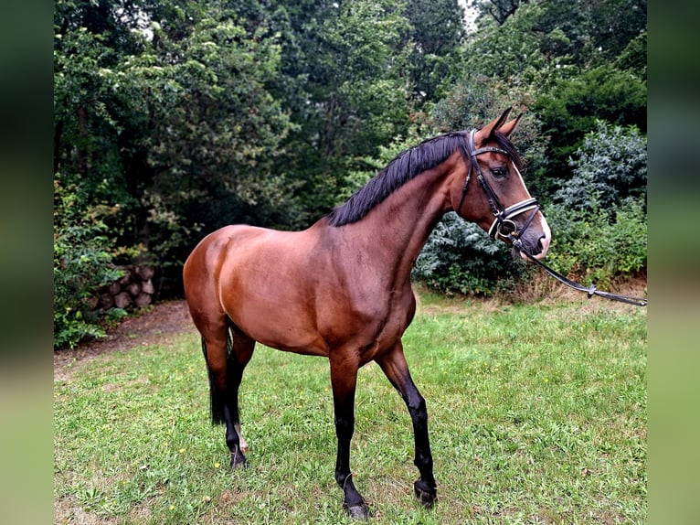 Hannoveraner Stute 4 Jahre 170 cm Brauner in Barenburg