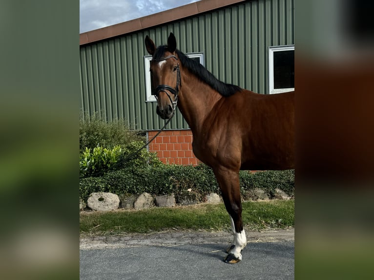 Hannoveraner Stute 4 Jahre 170 cm Brauner in Ohrensen