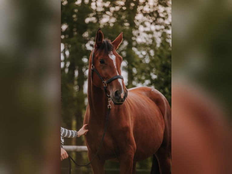 Hannoveraner Stute 4 Jahre 170 cm Brauner in Klempau