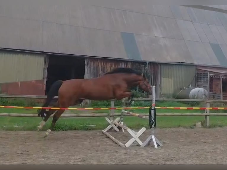 Hannoveraner Stute 4 Jahre 170 cm Brauner in Klempau