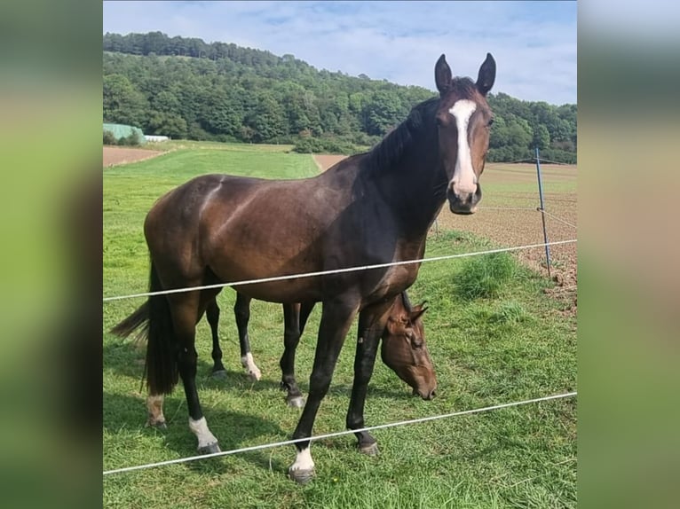Hannoveraner Stute 4 Jahre 170 cm Brauner in Heere