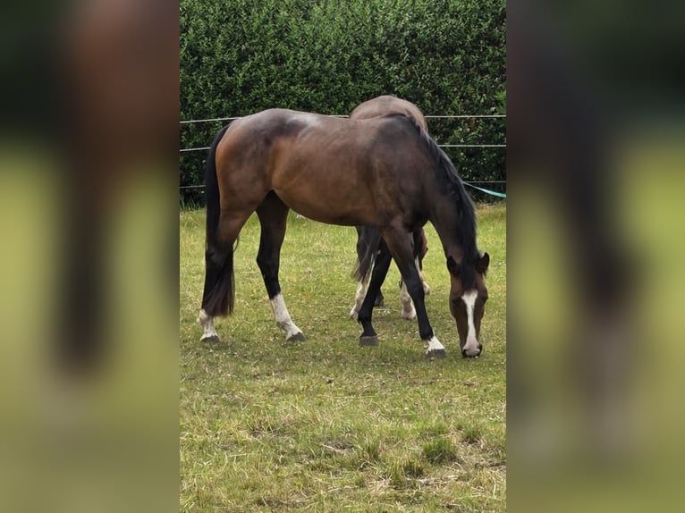 Hannoveraner Stute 4 Jahre 170 cm Brauner in Heere