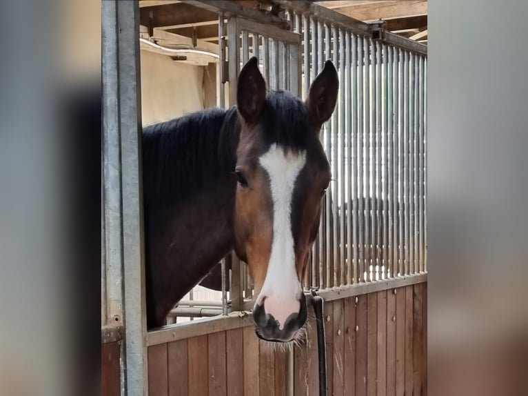 Hannoveraner Stute 4 Jahre 170 cm Brauner in Heere