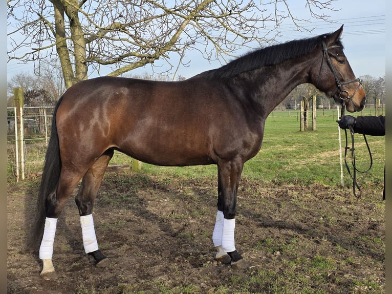 Hannoveraner Stute 4 Jahre 170 cm Dunkelbrauner in Wachtendonk