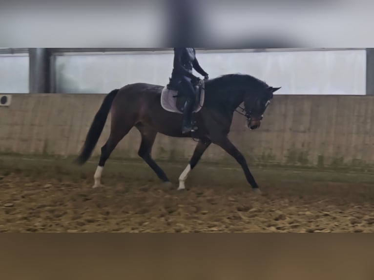 Hannoveraner Stute 4 Jahre 170 cm Dunkelbrauner in Wachtendonk