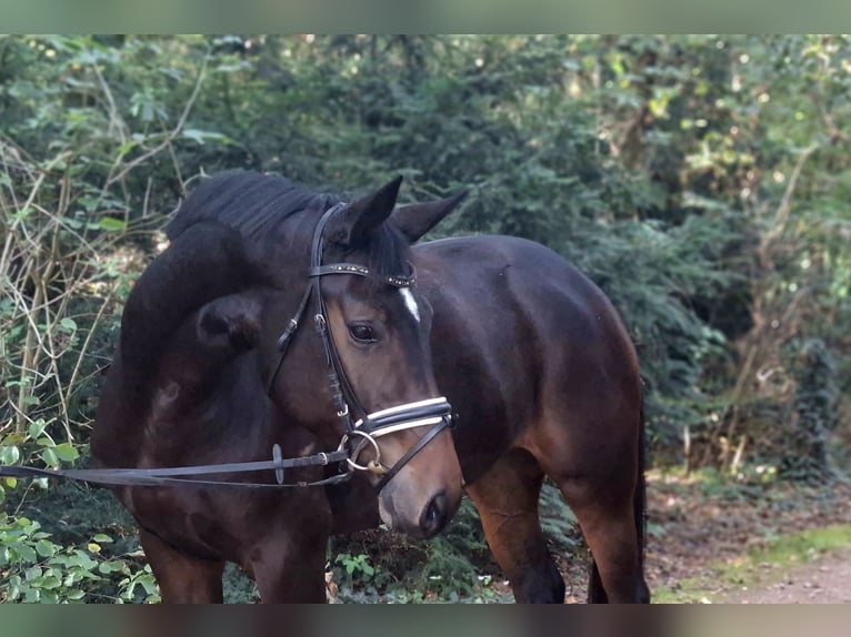 Hannoveraner Stute 4 Jahre 170 cm Dunkelbrauner in Barenburg