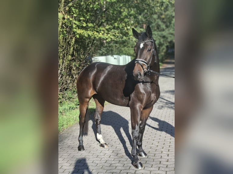 Hannoveraner Stute 4 Jahre 170 cm Dunkelbrauner in Barenburg