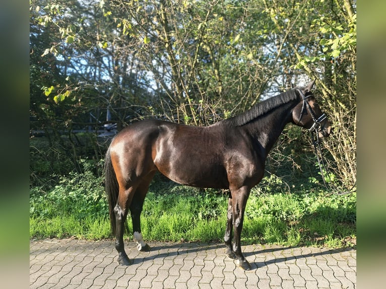 Hannoveraner Stute 4 Jahre 170 cm Dunkelbrauner in Barenburg