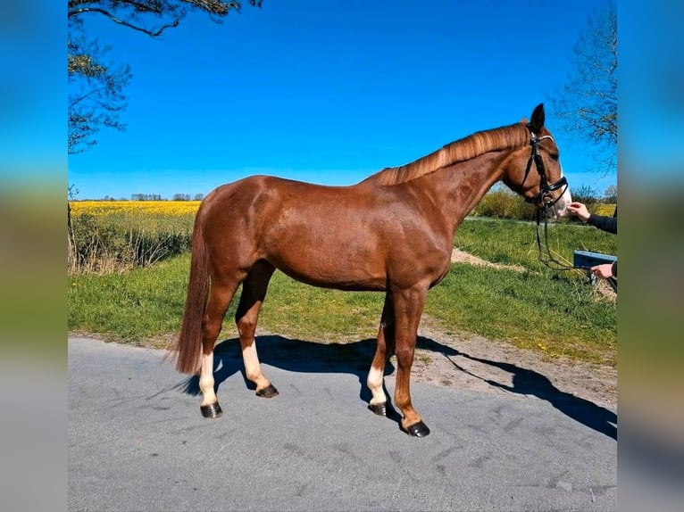 Hannoveraner Stute 4 Jahre 170 cm Dunkelfuchs in Mulsum