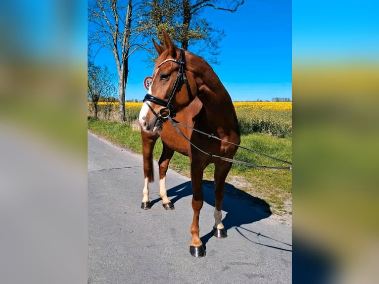 Hannoveraner Stute 4 Jahre 170 cm Dunkelfuchs in Mulsum