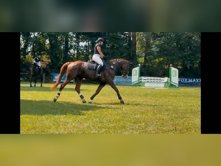 Hannoveraner Stute 4 Jahre 170 cm Dunkelfuchs in Mulsum
