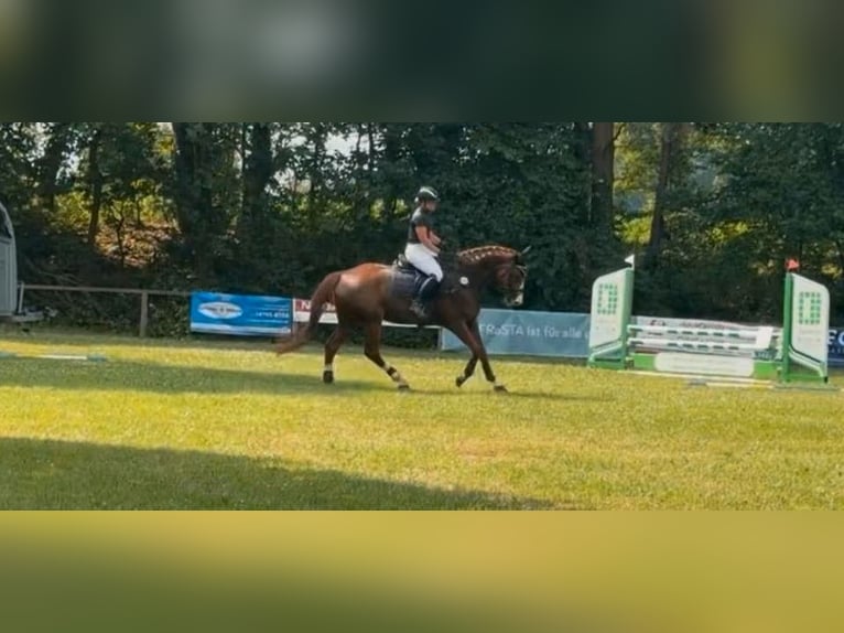 Hannoveraner Stute 4 Jahre 170 cm Dunkelfuchs in Mulsum
