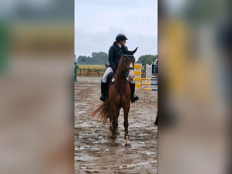 Hannoveraner Stute 4 Jahre 170 cm Dunkelfuchs in Mulsum
