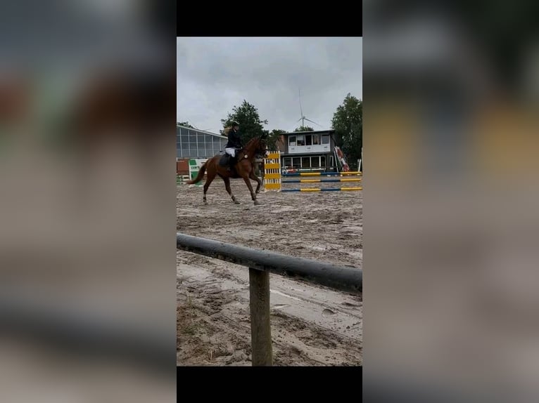 Hannoveraner Stute 4 Jahre 170 cm Dunkelfuchs in Mulsum