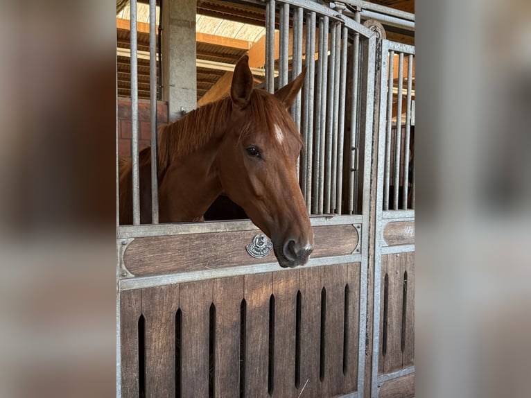 Hannoveraner Stute 4 Jahre 170 cm Dunkelfuchs in Langwedel