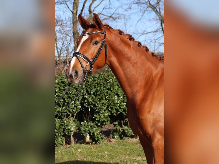 Hannoveraner Stute 4 Jahre 170 cm Fuchs in Selsingen