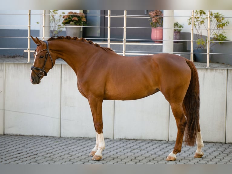 Hannoveraner Stute 4 Jahre 170 cm Fuchs in Wehringen
