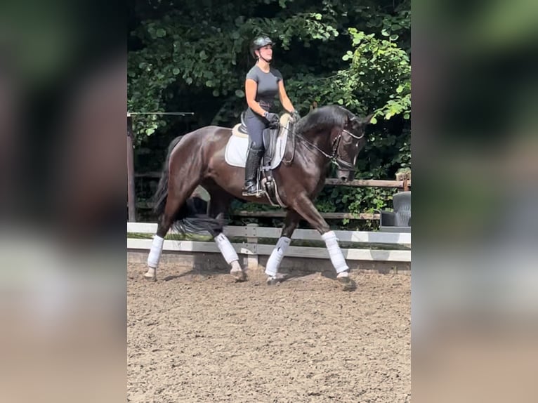 Hannoveraner Stute 4 Jahre 170 cm Rappe in Krefeld Hannoveraner Stute 4 Jahre 170 cm Rappe in Krefeld
