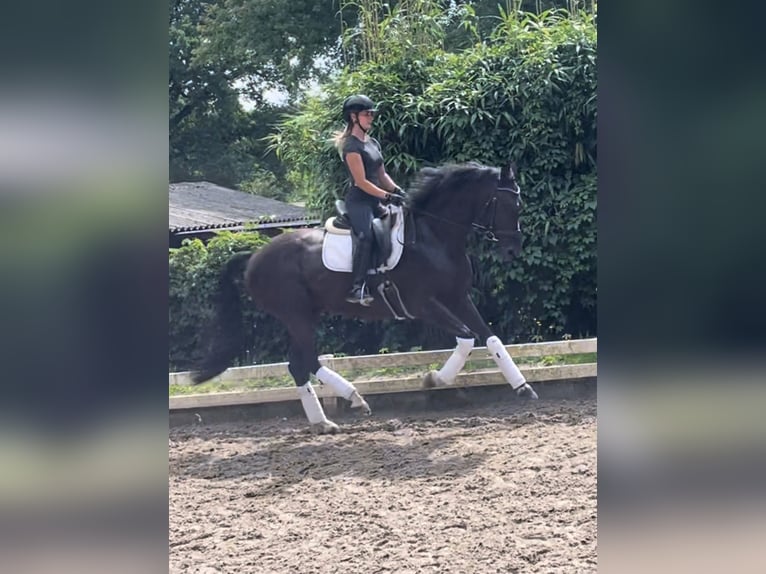 Hannoveraner Stute 4 Jahre 170 cm Rappe in Krefeld Hannoveraner Stute 4 Jahre 170 cm Rappe in Krefeld