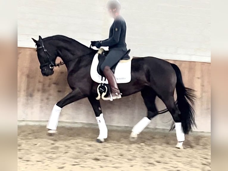 Hannoveraner Stute 4 Jahre 170 cm Rappe in Krefeld Hannoveraner Stute 4 Jahre 170 cm Rappe in Krefeld