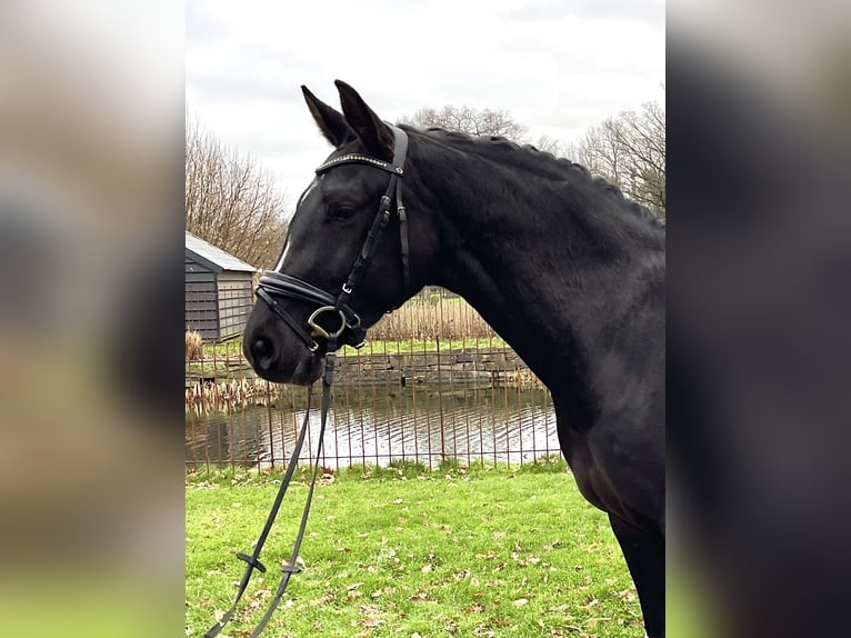 Hannoveraner Stute 4 Jahre 170 cm Rappe in Krefeld Hannoveraner Stute 4 Jahre 170 cm Rappe in Krefeld