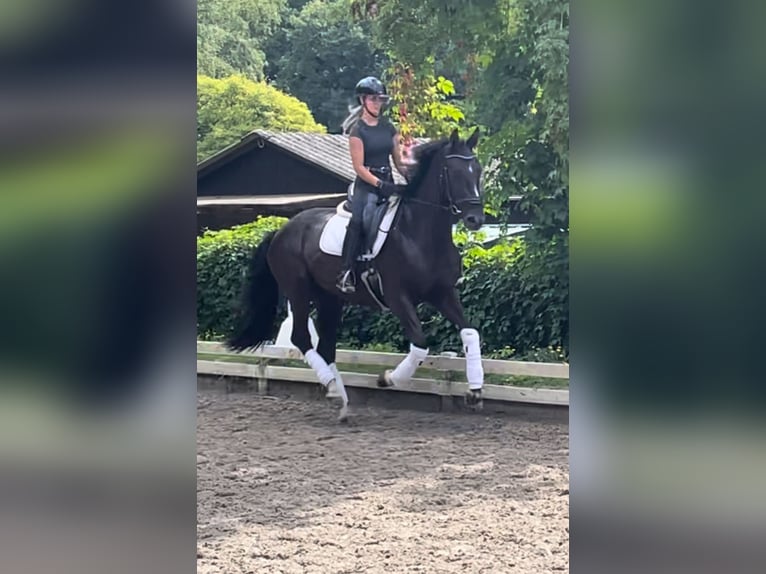 Hannoveraner Stute 4 Jahre 170 cm Rappe in Krefeld Hannoveraner Stute 4 Jahre 170 cm Rappe in Krefeld