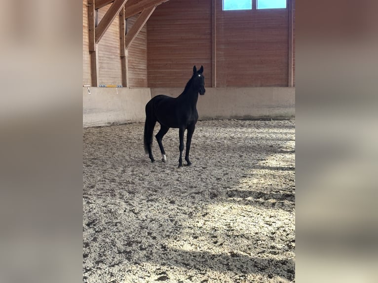 Hannoveraner Stute 4 Jahre 170 cm Rappe in Zell am Moos